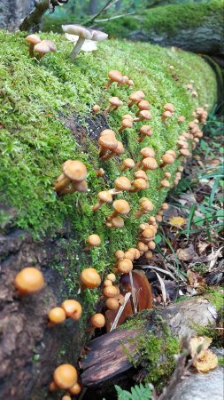 🍄Опята в Августе в лесах Подмосковья 🌲🌳