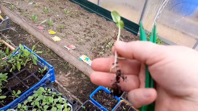 Рассада огурца вытянулась. Почему? смотреть онлайн