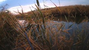 (18 ) И бюджетный манок работает на ура (охота на утку - 2019).mp4