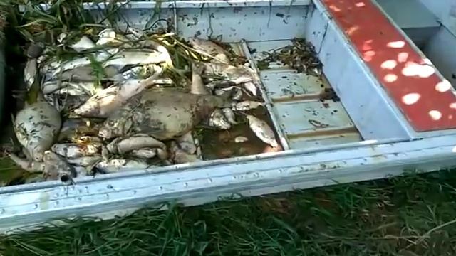 Река Сев, Брянская область. Экологическая катастрофа. В 40 км вниз по течению от источника загрязне смотреть онлайн