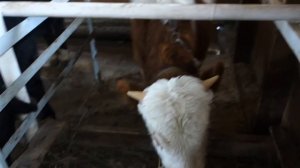 Сравнение  бычков симментальской и молочной породы