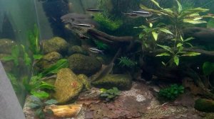 Чем занимаются сетчатые водорослееды (Crossocheilus reticulatus)?♂ Немного новой водной растючки?