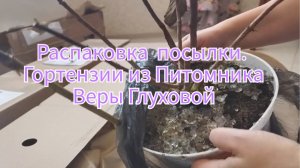 Приехали две посылки из Питомника Веры Глуховой. Осенний заказ 2021! Распаковка посылки.