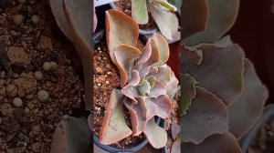 Echeveria Momoca e Peach pride