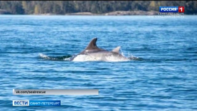 В российской акватории Финского залива заметили атлантических дельфинов - афалин. смотреть онлайн