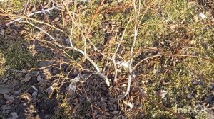 Как выглядят урожайные и неурожайные ветки голубики.