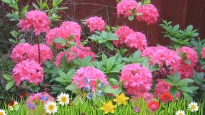 Азалия гибридная Хоумбуш 🌿 Обзор: посадка и уход. саженцы, крупномеры азалии: описание и особенност