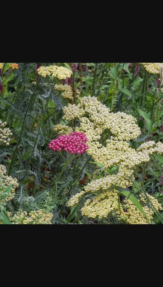 Цветы 08-2023
