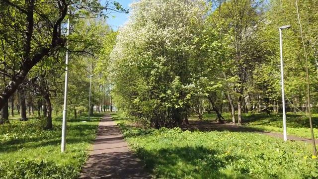 Вишня Когда цветут деревья смотреть онлайн