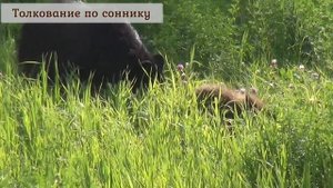 Сон про медведя. К чему снится медведь - толкование сна по СОННИКУ