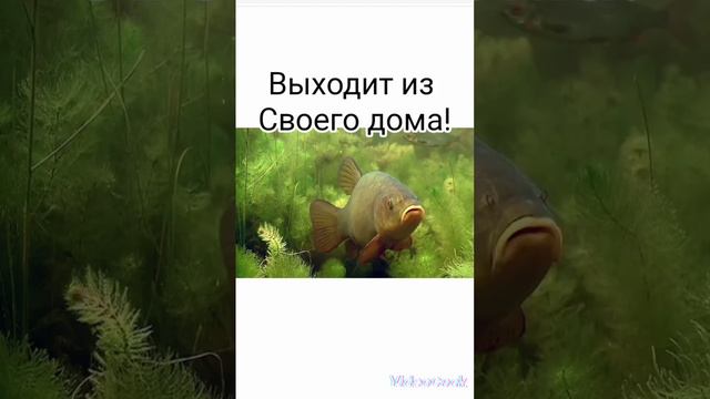 #линь#смешные картинки#