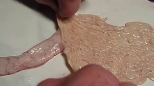 КУРЫ НЕСУШКИ: яйцевод у курицы - как развивается и что влияет на яйценоскость. (часть 1)