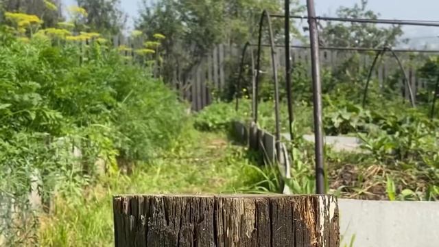 ФИТНЕС ДАЧА С ТОГГ смотреть онлайн