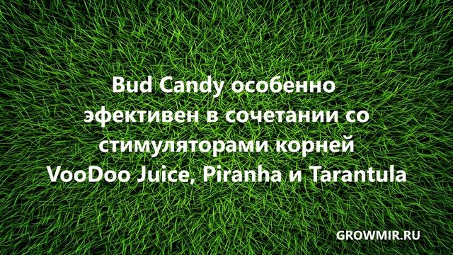 Сочные и сладкие плоды с Bud Candy смотреть онлайн