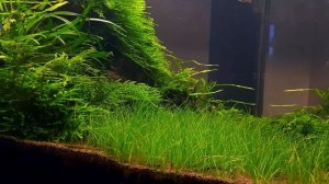 АКВАРИУМ БЕЗ ПОДМЕН 6 МЕСЯЦЕВ