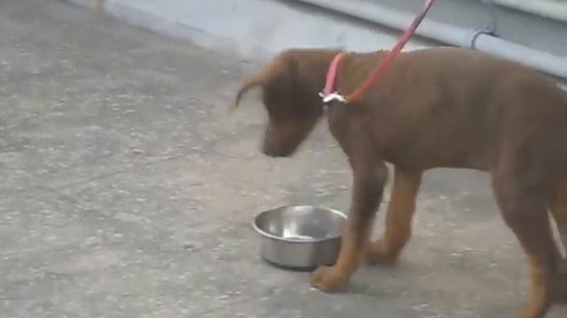 doberman 2month puppy training смотреть онлайн