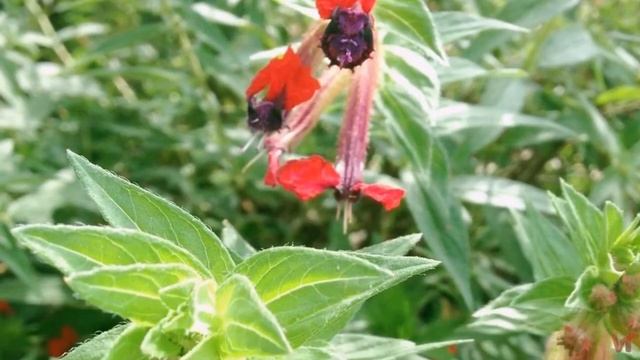 Куфея (Cuphea) смотреть онлайн