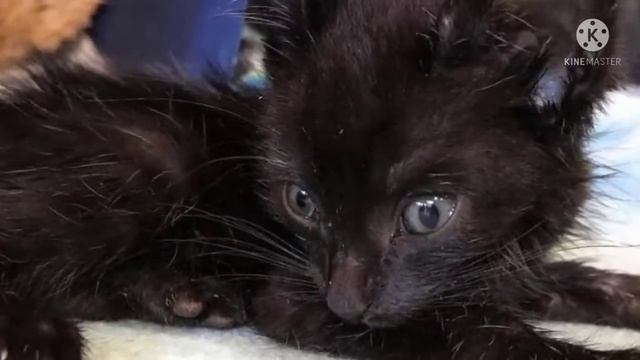 Больной котенок не двигался и был холодным на ощупь. Никто не верил, что он выживет. смотреть онлайн