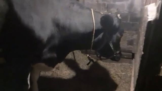 Что нужно от коровы молоко, что с ней делать? чем кормить? как поить? смотреть онлайн