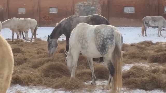 Орловские рысаки смотреть онлайн