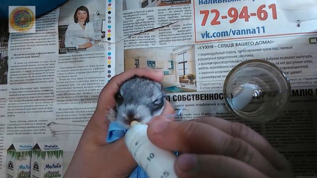 Как выкормить недельных крольчат