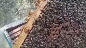 стоит ли кормить пчёл в сентябре или нет-подкормка пчёл сиропом/как кормить пчёл