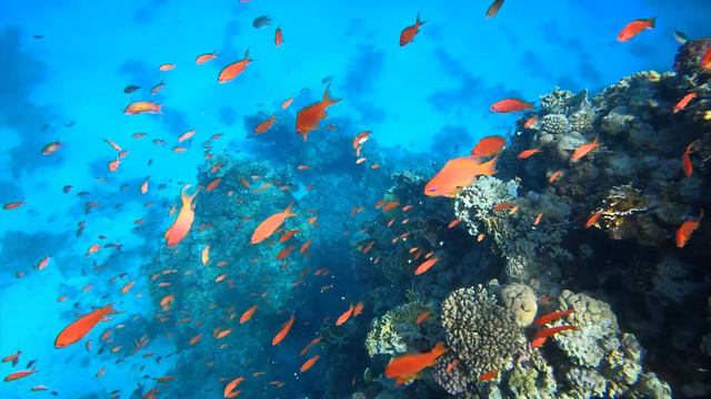 ТАКОГО МОРЯ МЫ ЕЩЁ НЕ ВИДЕЛИ //#красноеморе #шармэльшейх #египет | Sashetta