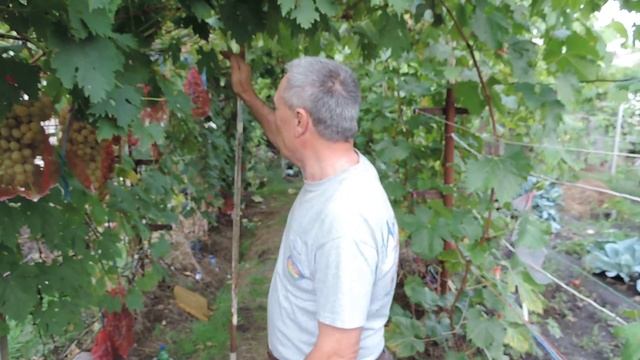 Виноград на перголе - первый опыт! смотреть онлайн