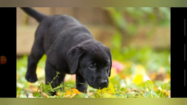 ВикипедиЯ Лабрадор-ретривер смотреть онлайн