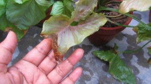 Pink Syngonium Summer Care | Arrowhead Plant | Urdu/Hindi