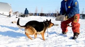 Дрессировка собак в омске - ОЦССС (2)