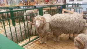 Баран с рогами на ВДНХ