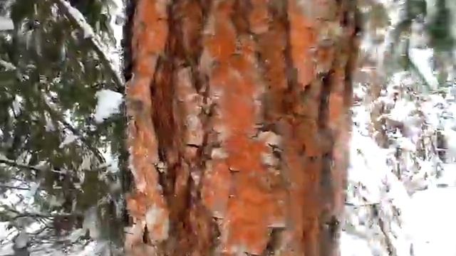 красные берёзы смотреть онлайн