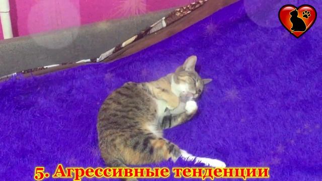 6 Признаков Стресса у Кошки и Как Ей Помочь!? смотреть онлайн