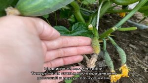 Почему желтеют листья у гортензии: причины и способы их устранения