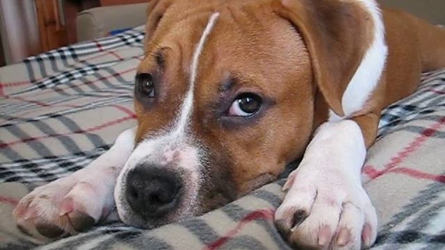 Не мешайте спать! смотреть онлайн