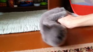 Британский котёнок играет со своей хозяйкой =) - The British kitten plays with his mistress =)