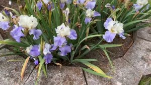 Historical Iris Garden, Ellington Agricultural Center, Nashville, TN