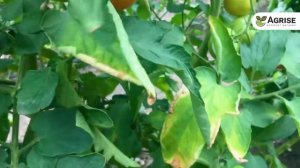 Технология Выращивания Томата Максин F1 6Кг с Куста