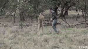 КЕНГУРУ ПРОТИВ ЧЕЛОВЕКА