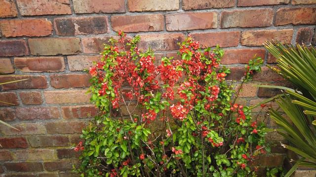 April garden tour Spring update UK in My walled garden 2023 flowers & shrubs смотреть онлайн