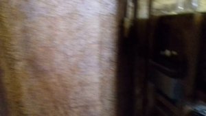 Перепела: содержание в птичнике