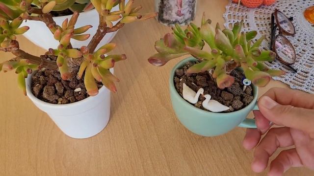 Boğazda sabah yürüyüşü ve Balkondaki çiçeklerim смотреть онлайн