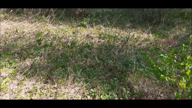 Влог: Нарвали огоньков//Булочки как пекла бабушка// Немного поболтаем// Трехцветное сало. смотреть онлайн