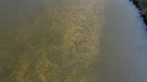 Охота с Дрона(в поисках сазана) охота с рогаткой