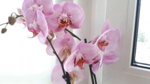 Пальма Арека и орхидеи - мое счастье\ Phalaenopsis/Areca