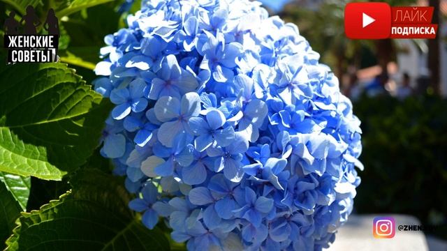 Подкормка Гортензии Весной Для Шикарных Крупных Шапочек Цветов!