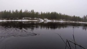 Ловим крупного язя!