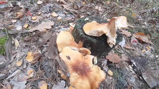 грибы рядовка Красно-желтая.