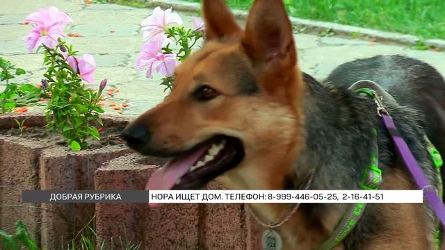 «Добрая рубрика»: ищем дом Норе смотреть онлайн